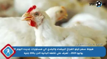 هبوط سعر كيلو الفراخ البيضاء والبلدي إلى مستويات جديدة اليوم 31 يوليو 2025.. تعرف على تكلفة البانيه الآن بـ200 جنيه